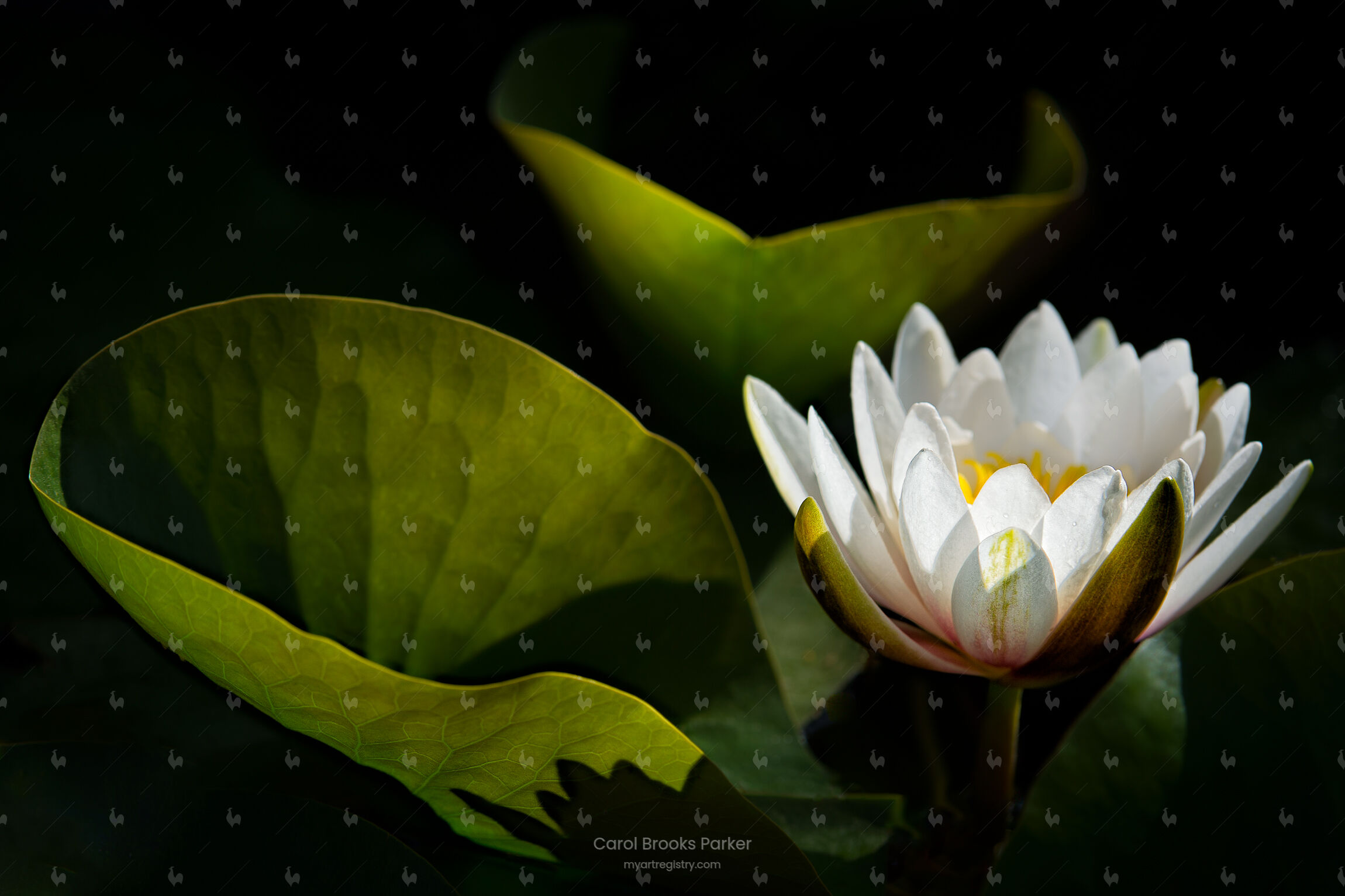 White Water Lily, 2012