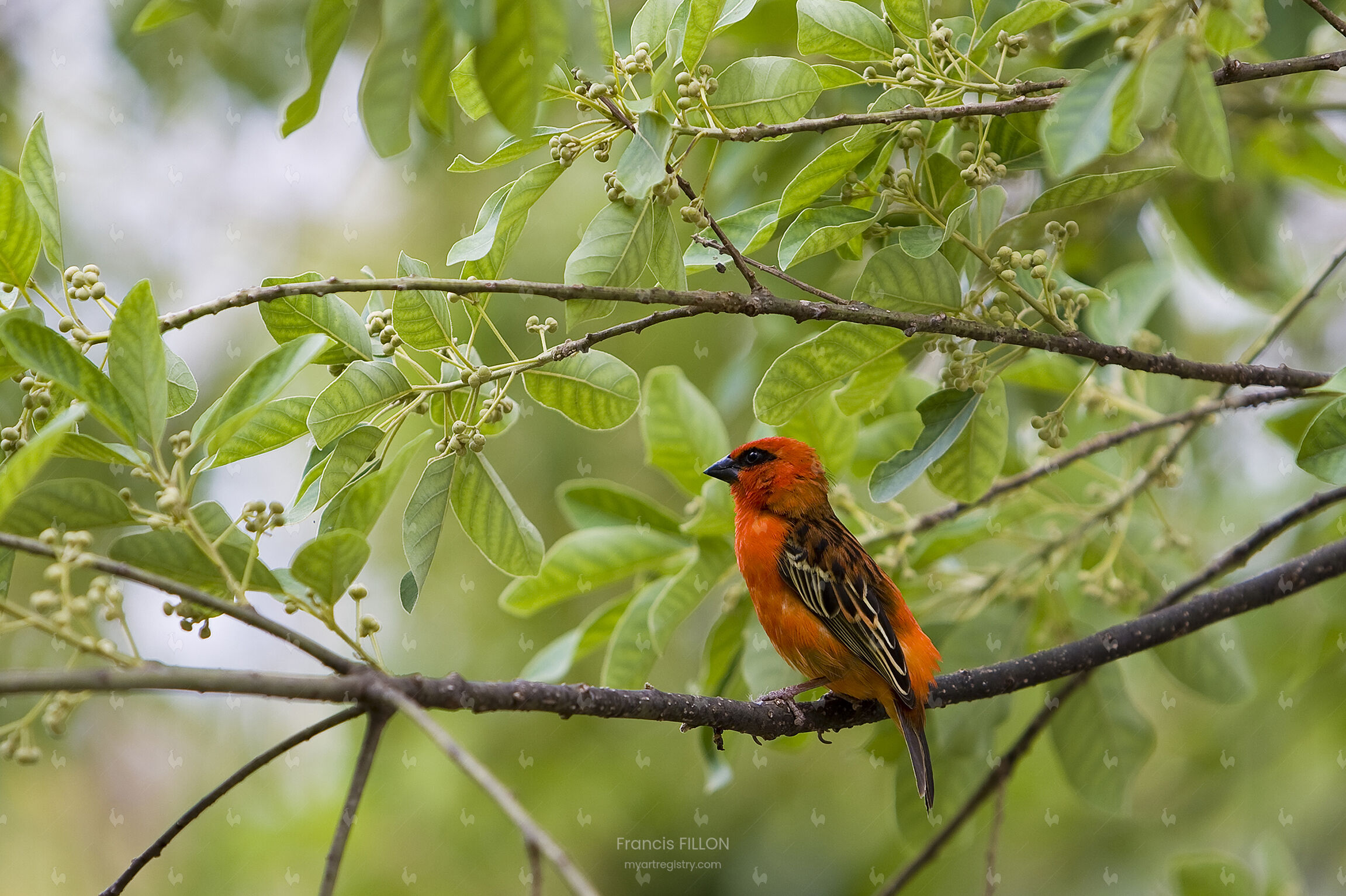 Cardinal