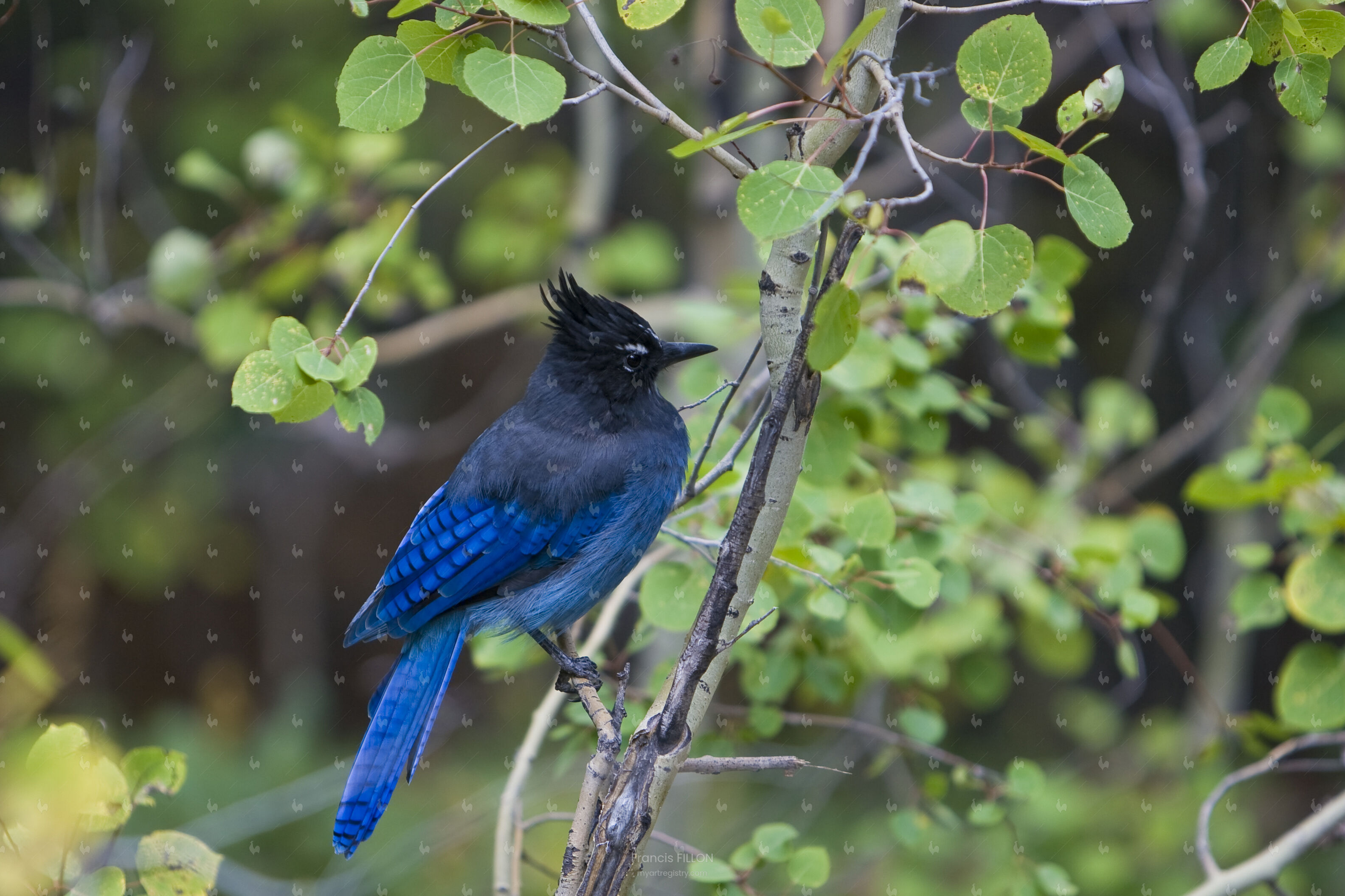 Steller jay