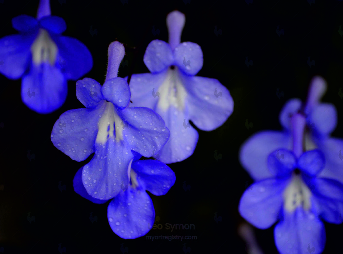 Flowers-M10