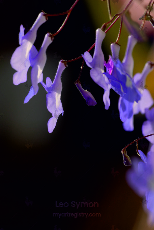 Flowers-M2