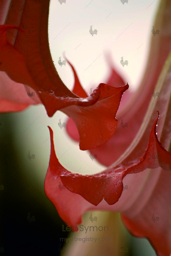 Dancing Flowers
