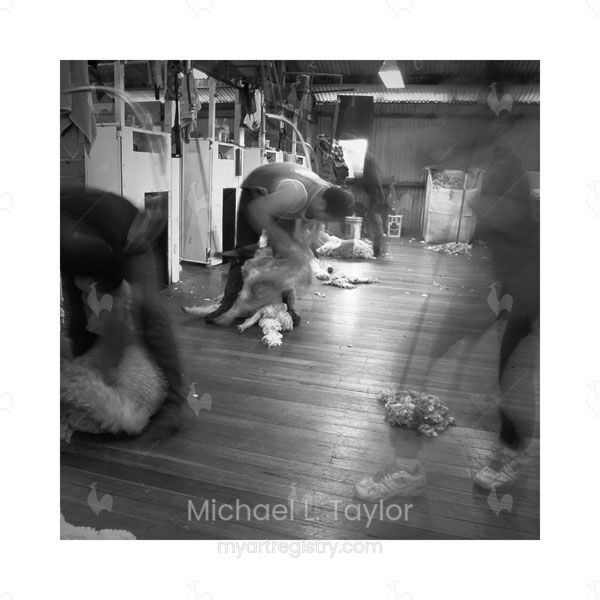 Shearing The Sheep