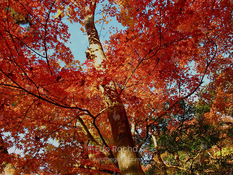 The Red Wood