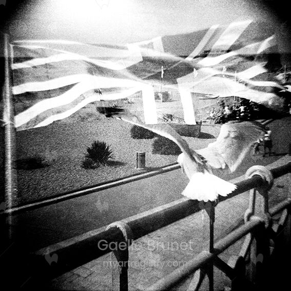 The Patriot Seagull, Brighton, 2011.