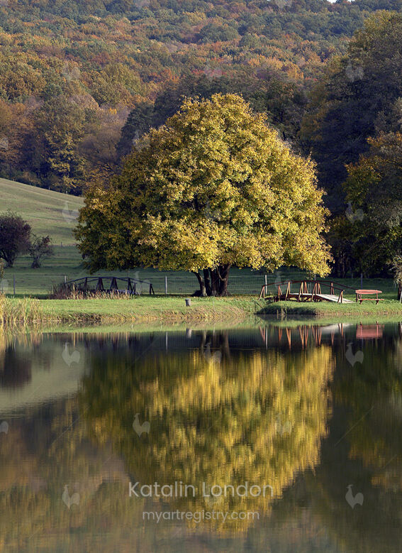 A tree in Somogy country, Hungary