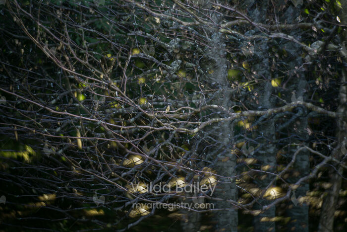Nature's Fairy Lights