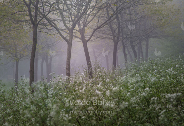 Mist at Arlington