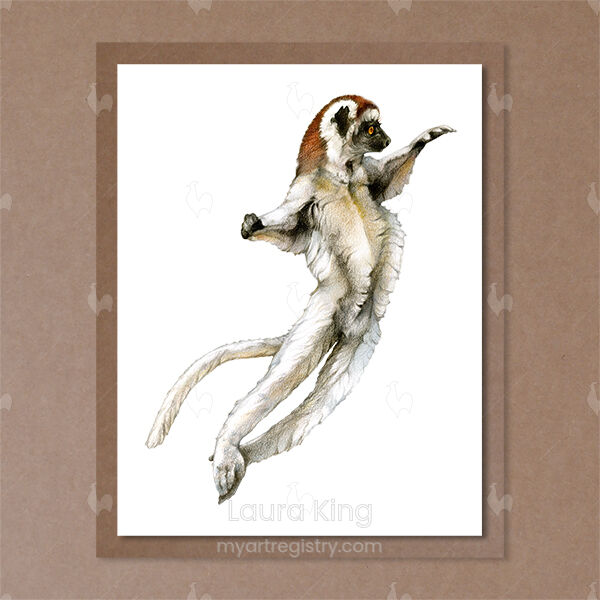 Crowned Sifaka, Propithecus coronatus