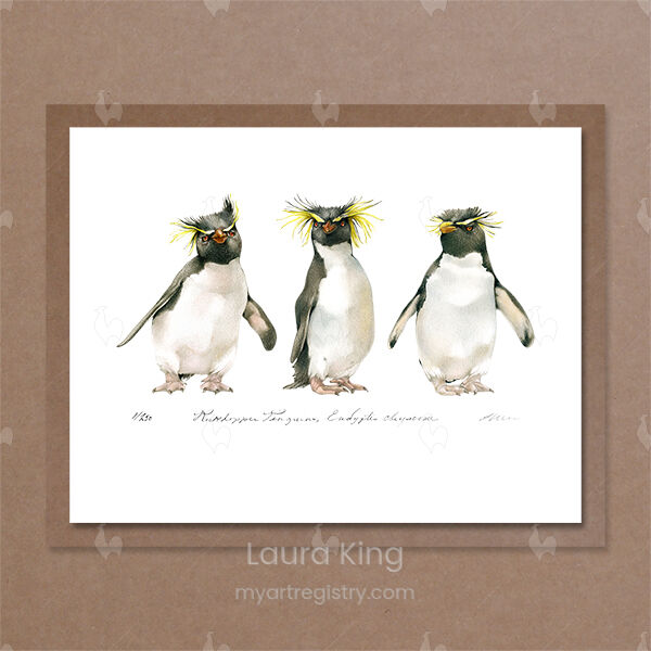 Rockhopper Penguins, Eudyptes chrysocome