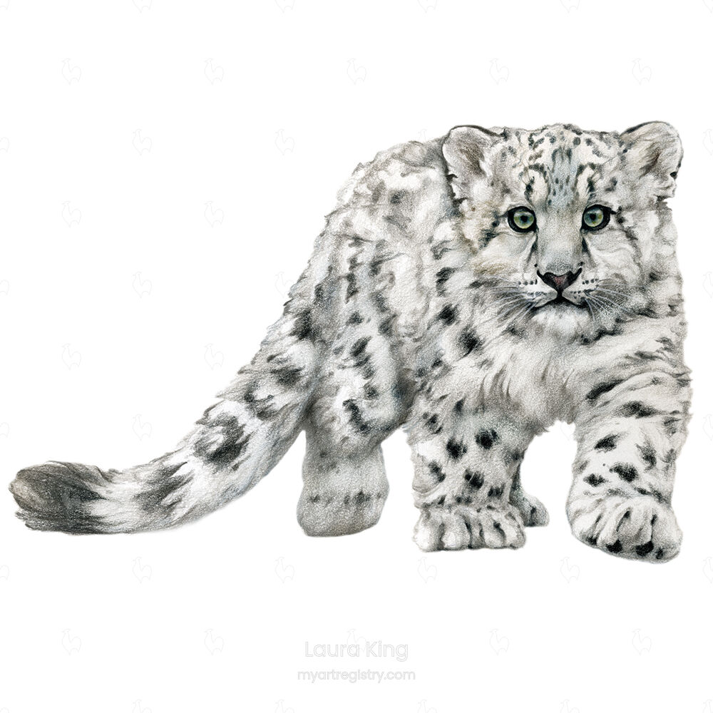 Snow Leopard Cub, Panthera uncia