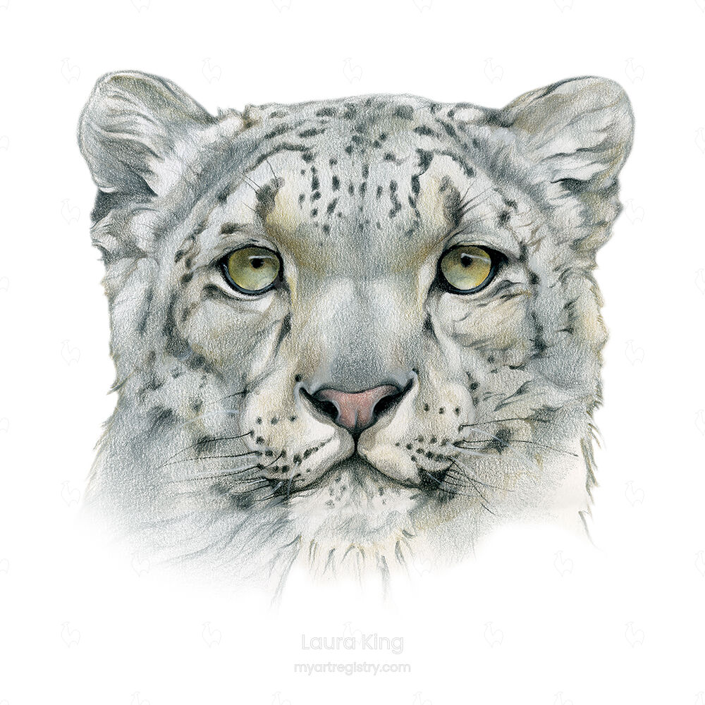 Snow Leopard Portrait, Panthera uncia