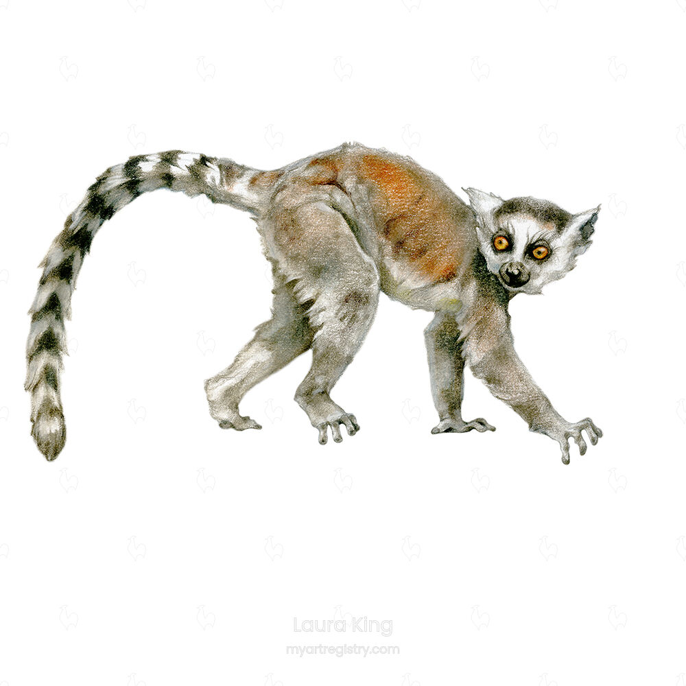 Ring-Tailed Lemur Baby, Lemur catta