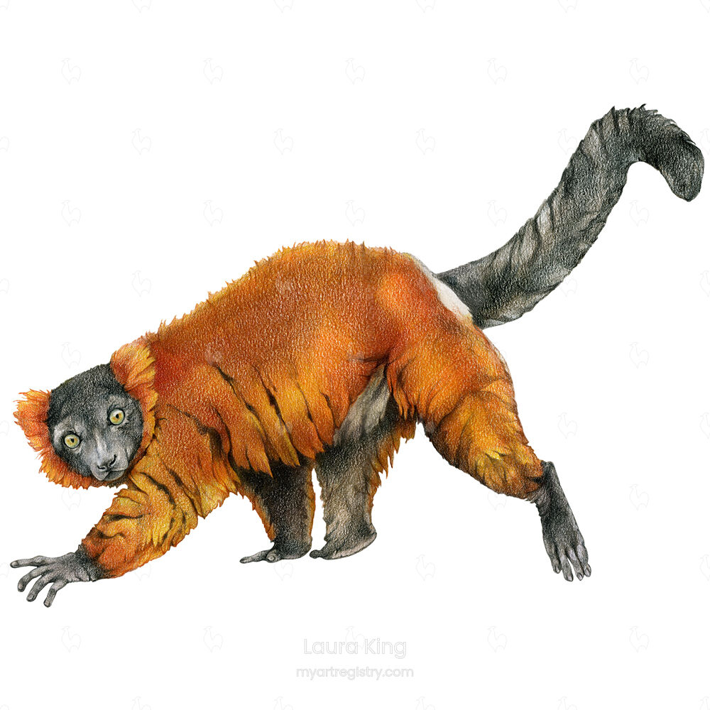Red Ruffed Lemur, Varecia rubra