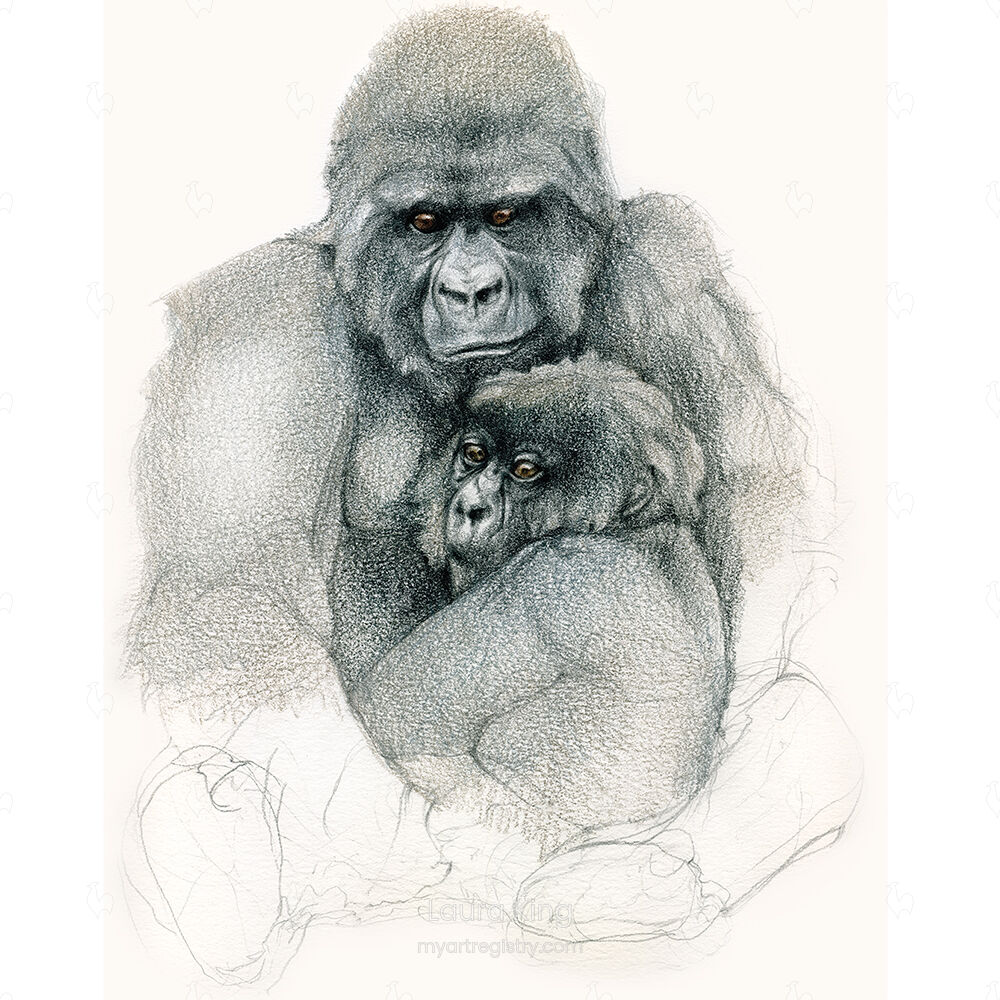 Mountain Gorilla, Gorilla beringei beringei