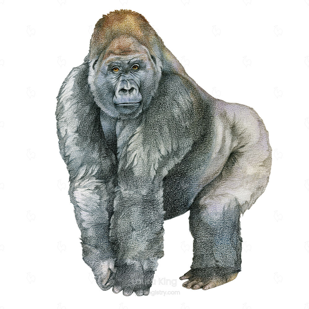 Western Lowland Gorilla Silverback, Gorilla gorilla gorilla
