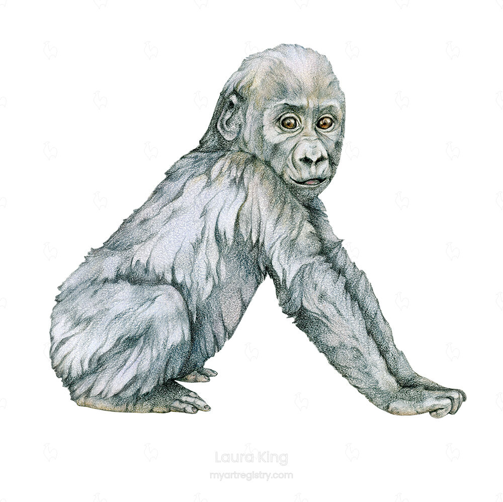Western Lowland Gorilla Baby, Gorilla gorilla gorilla