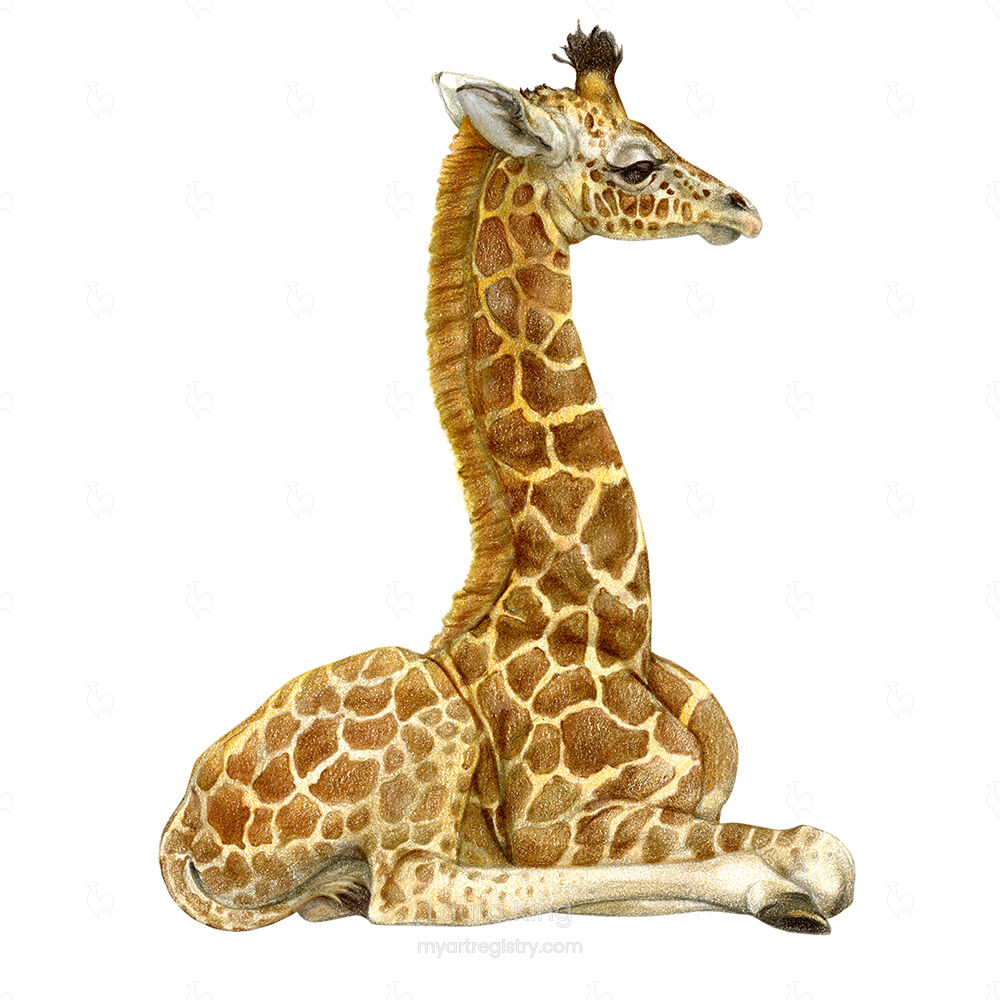 Giraffe Calf 2, Giraffa camelopardalis