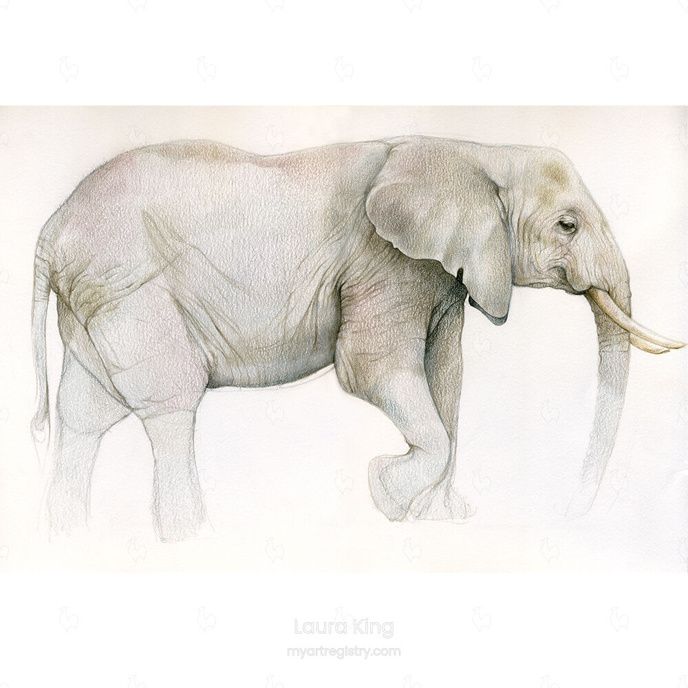 African Elephant, Loxodonta africana