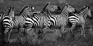 "Zebra Train"