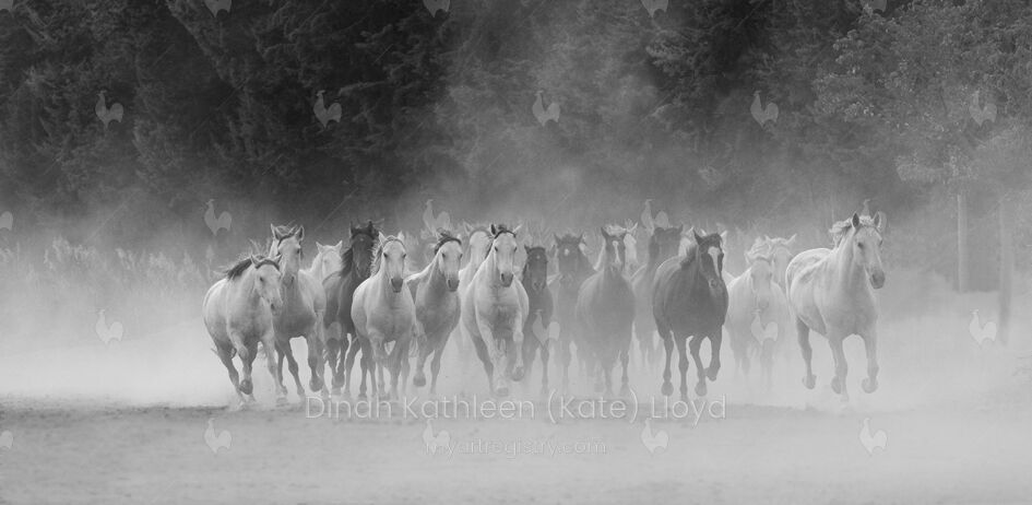 Mixed herd in black and white