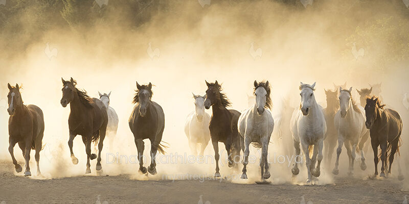 Mares in Glowing colour