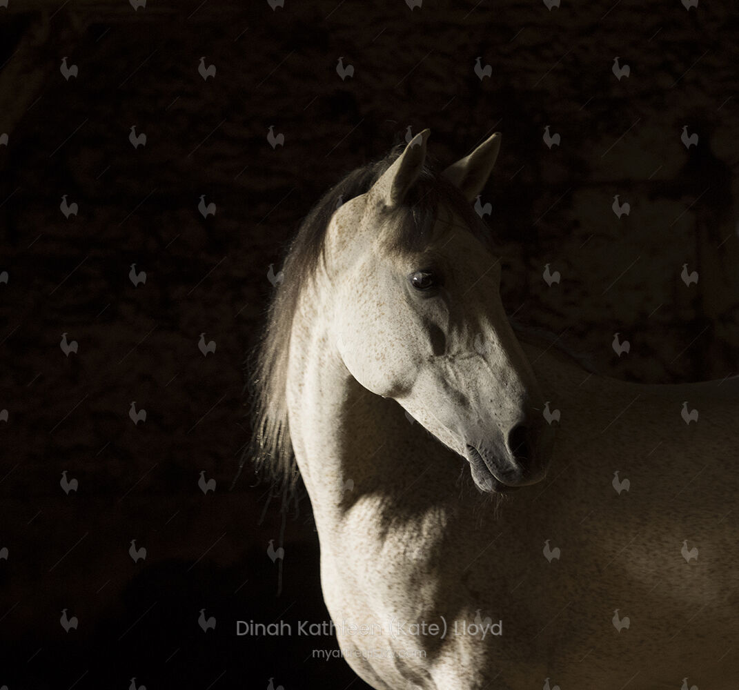 Lusitano in a dark barn turning back 1