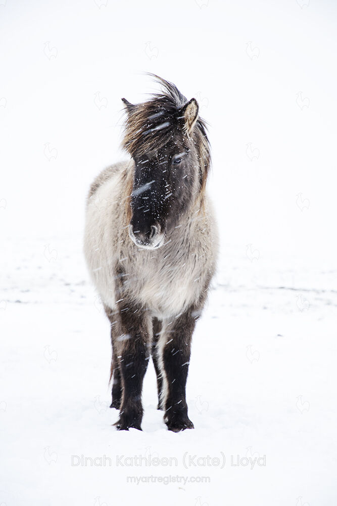 Icelandic horse in snowstorm