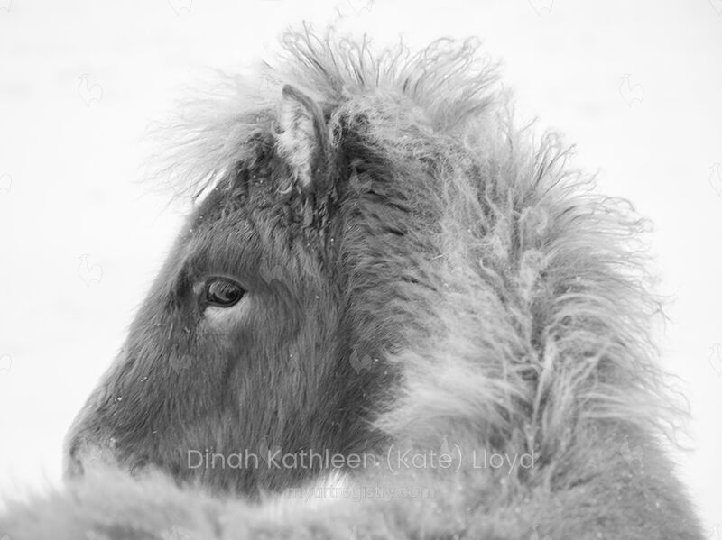 Icelandic Furry Foal B&W