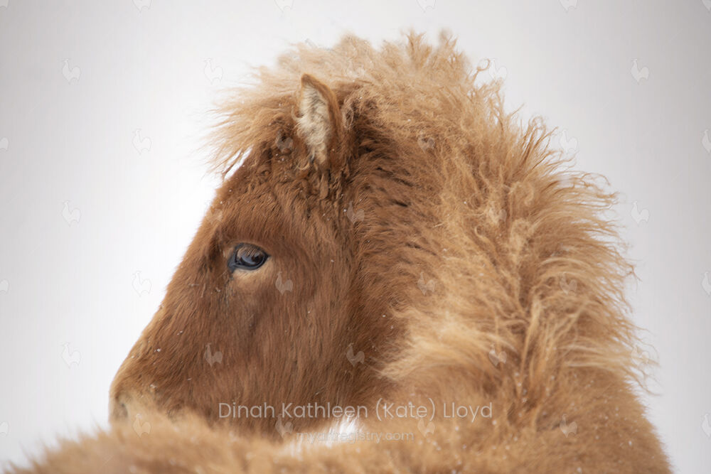 Icelandic Furry Foal