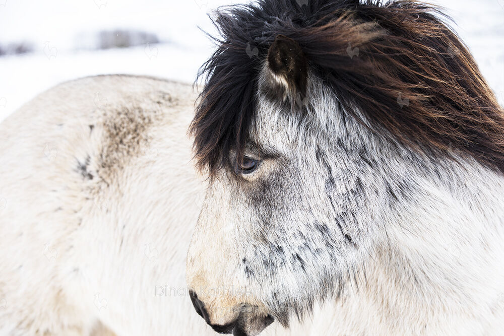 Icelandic contemplative