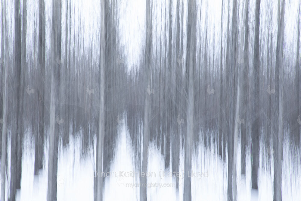 Icelandic Trees 4