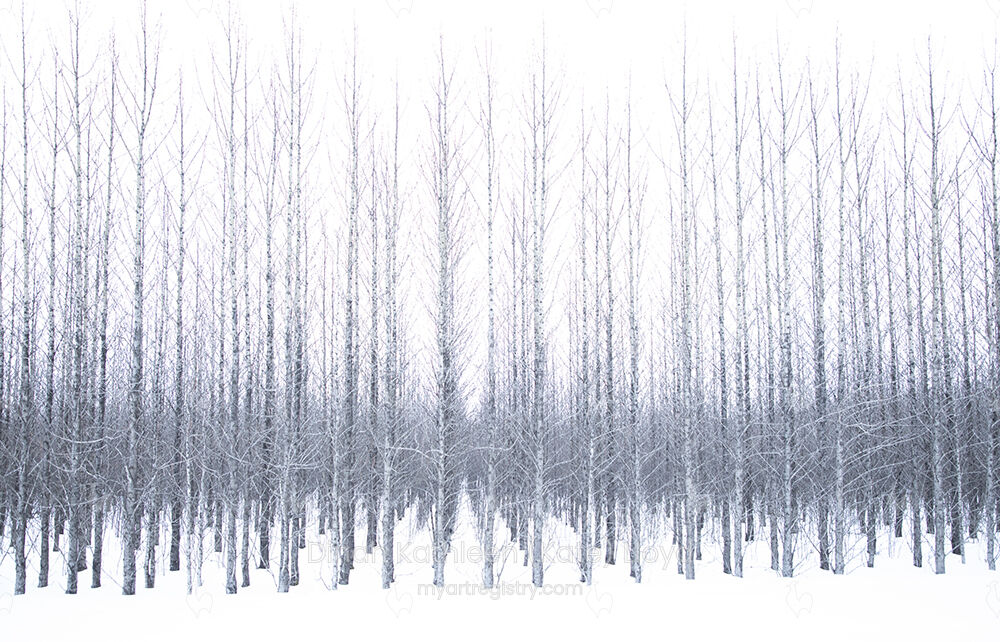 Icelandic trees 2