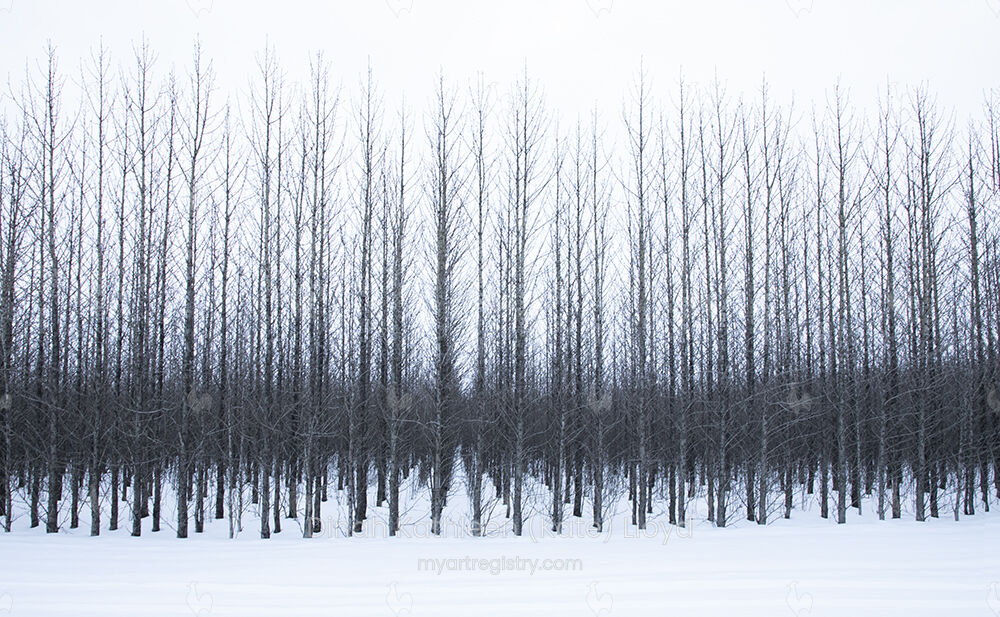 Icelandic trees 1