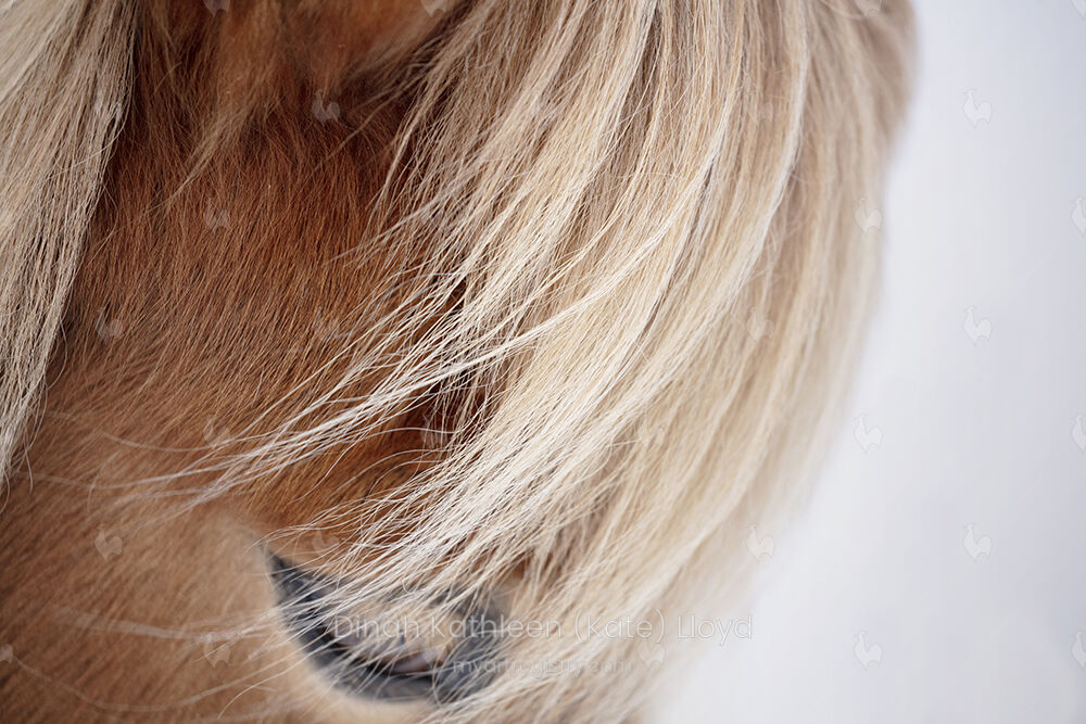 Icelandic eye colour
