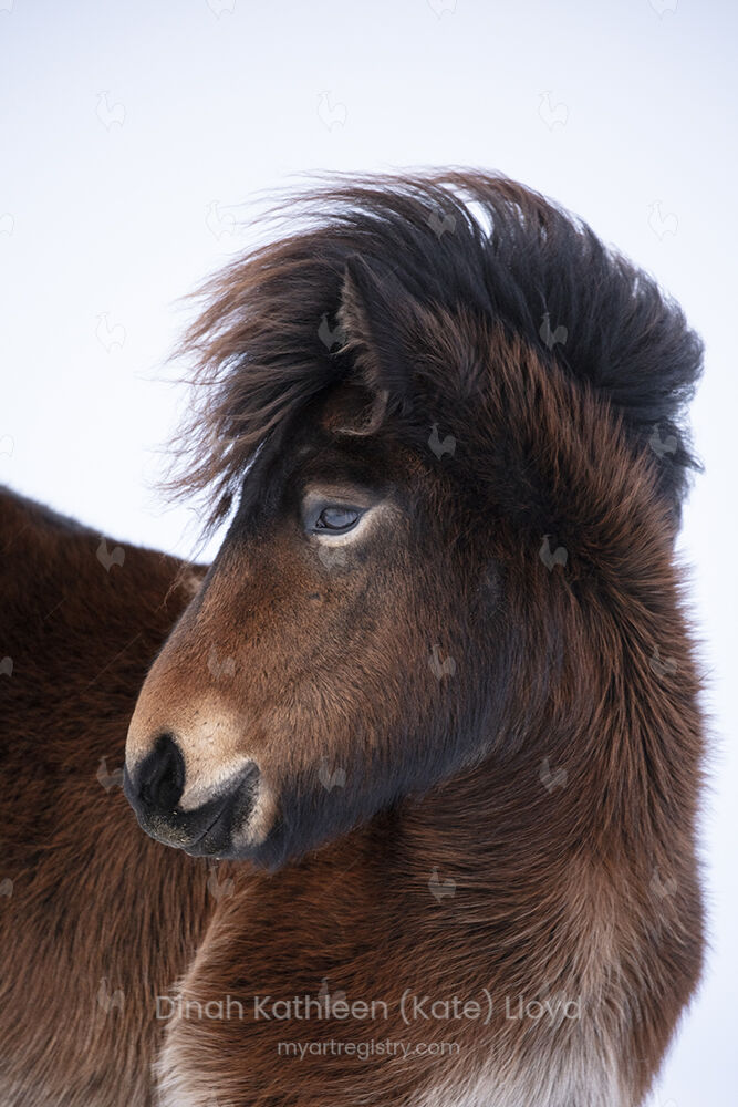 Icelandic bad hair day