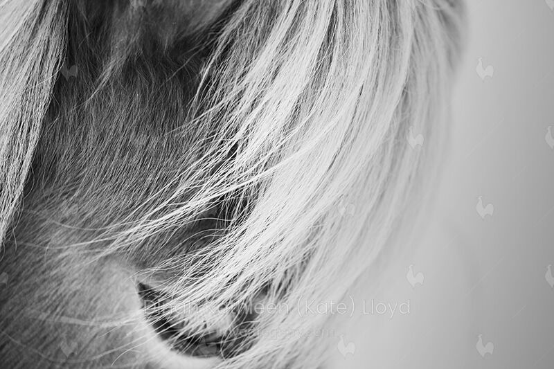 Icelandic horse eye B&W