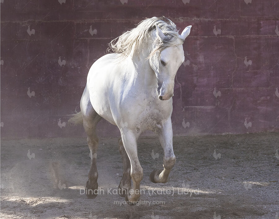 Lusitano stallion with red wall