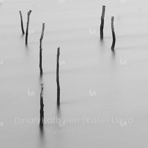 Oyster bed 2