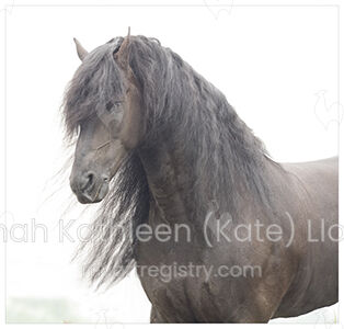 Tsjalle Friesian stallion