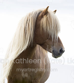 Icelandic horse