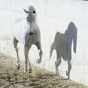 White Lusitano with shadow