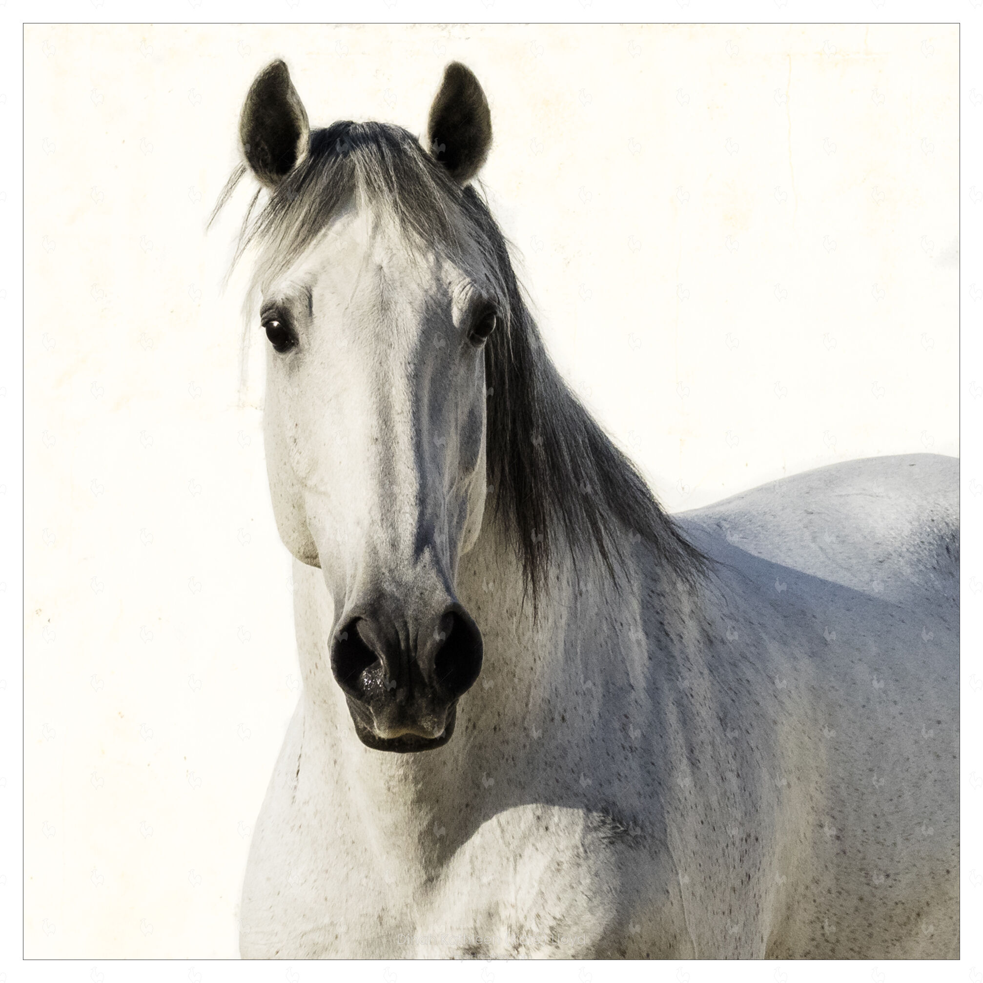 Soulful Lusitano