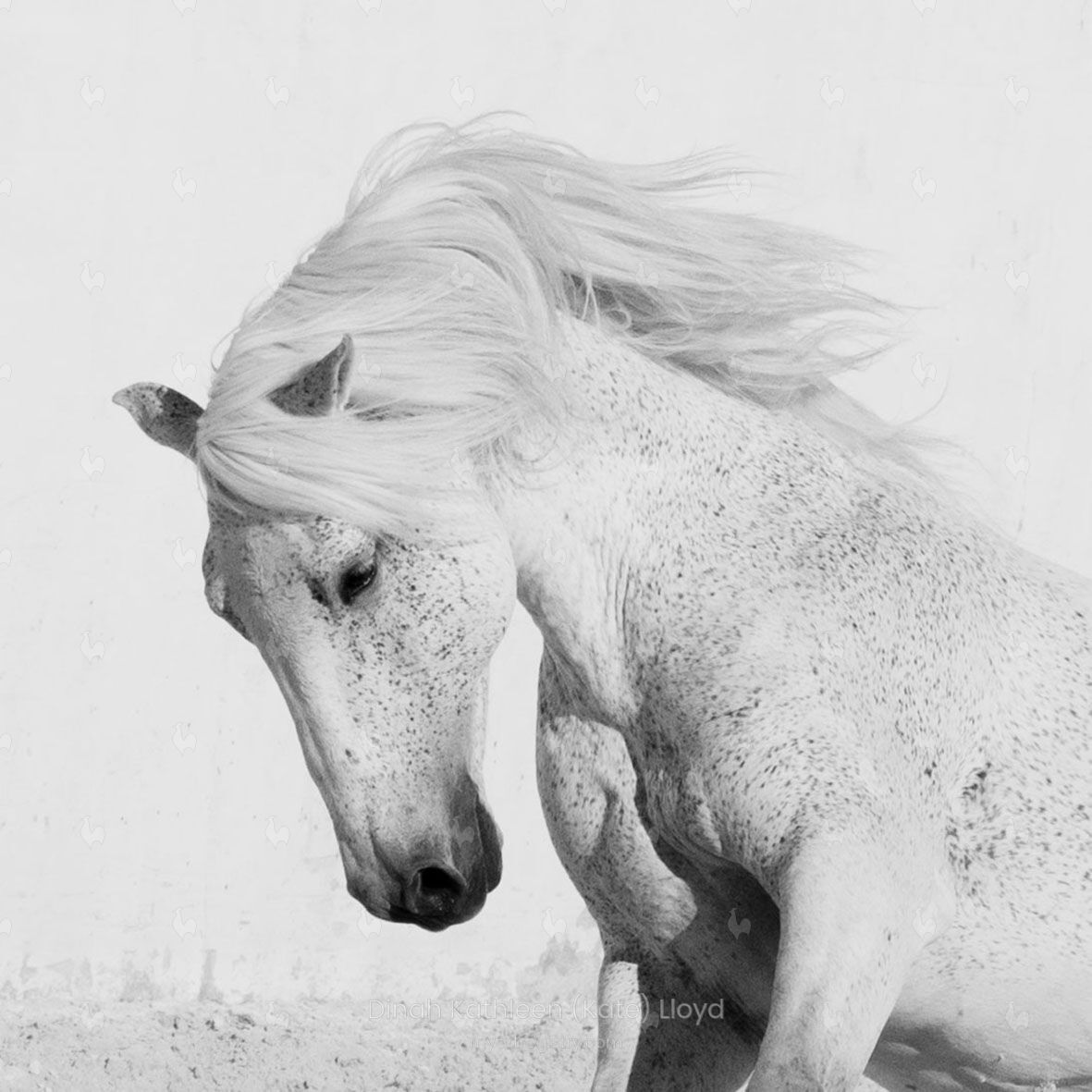 Grey Lusitano stallion head