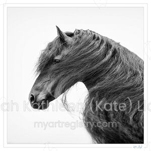 Friesian stallion 7