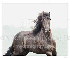 Friesian stallion 3