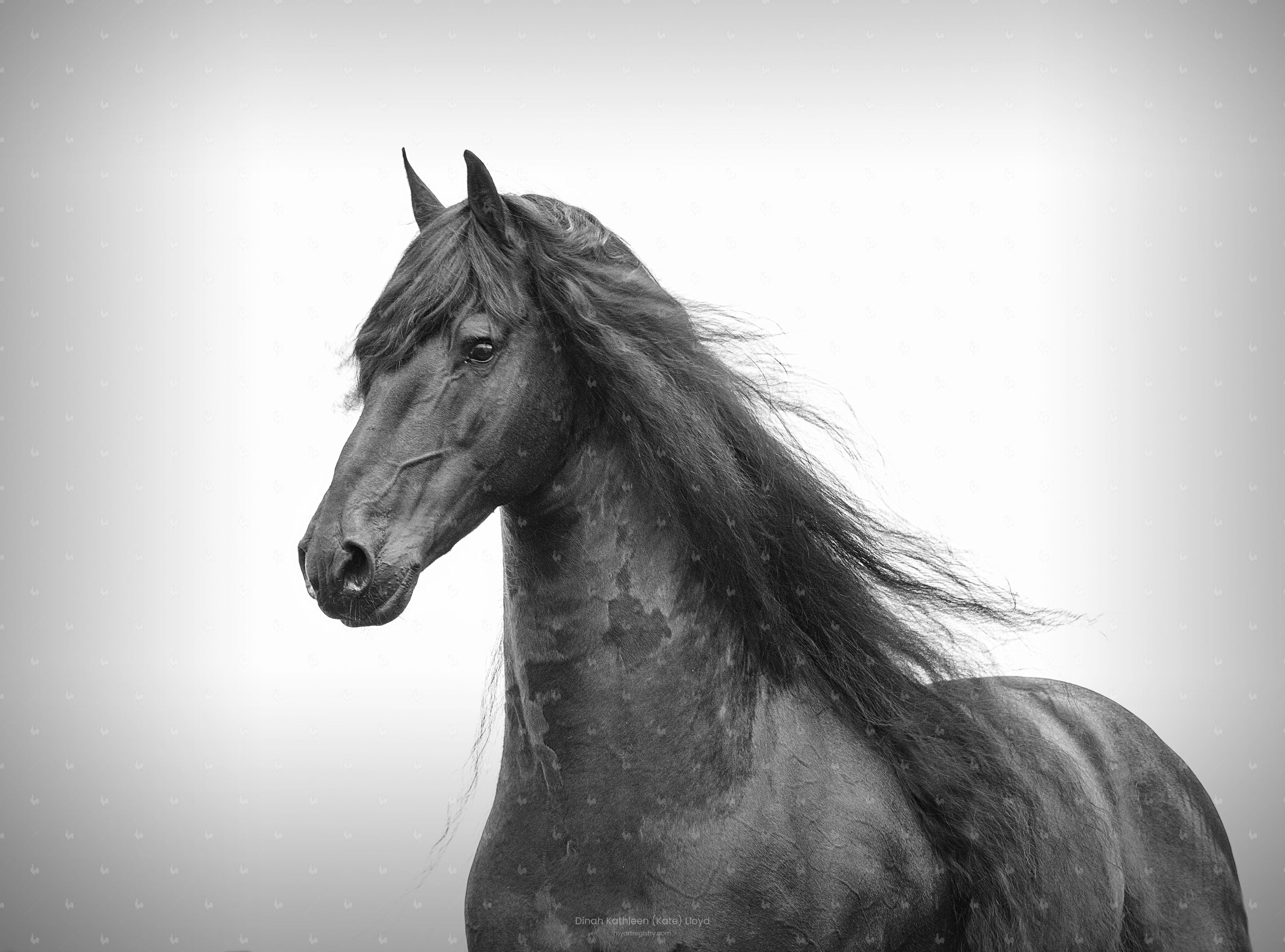 Friesian stallion