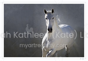 Grey Lusitano stallion 5