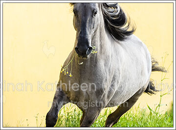 Soraya stallion with flower