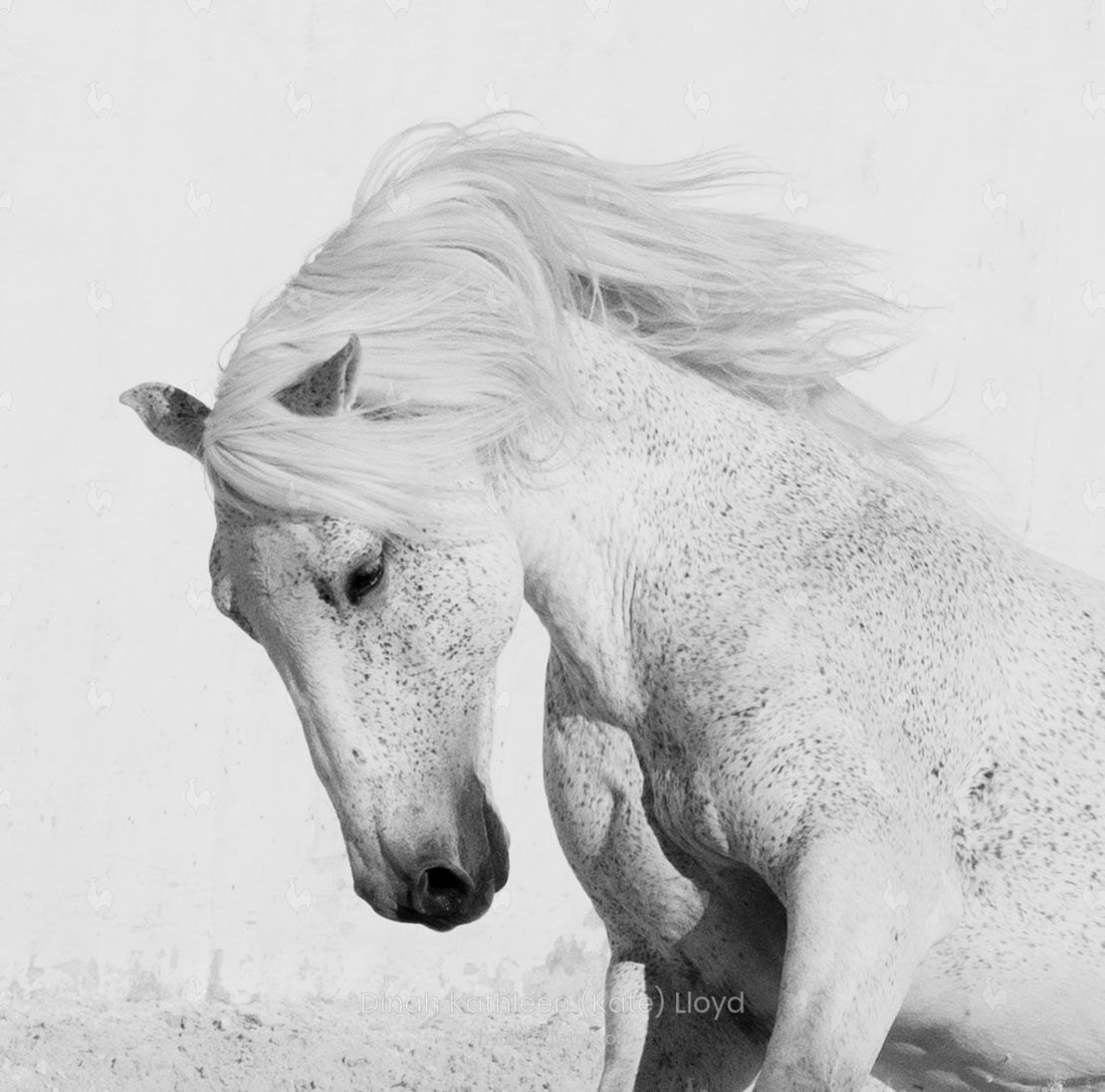 Grey Lusitano stallion head shot